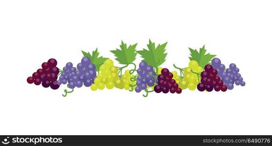Bunches of Wine Grapes. Bunches of red, white and purple wine grapes with green leaves. Fresh fruit. Vineyard grape icon. Grape icon. Wine grape icon. Isolated object in flat design on white background. Vector illustration