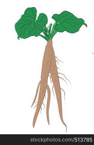 Burdock roots with leaves vector illustration on a white background