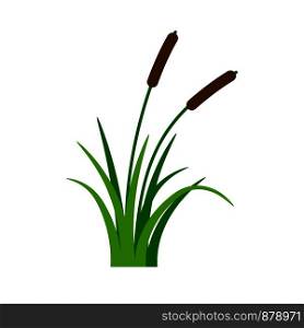 Bush bulrush with green grass isolated on white background. Vector illustration. Bush bulrush with green grass