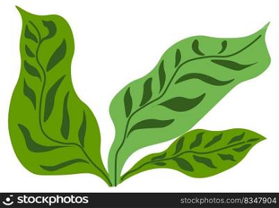 Bushes with leaves, isolated decorative foliage, fresh botany or plant. Houseplant growth, tropical botanic greenery and leafage. Jungles or forest typical flora. Vector in flat style illustration. Decorative flora and botany, bushes with leaves