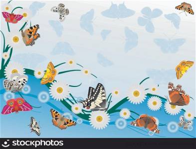 Butterflies and daisies