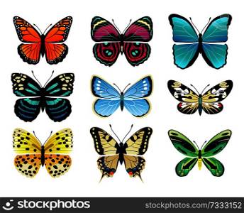 Butterflies types collection with colorful wings, antennas and heads papilionidae set of butterflies, vector illustration isolated on white background. Butterflies Types Collection Vector Illustration