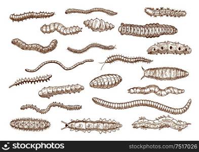 Butterfly and moth caterpillars, larvae of bugs, worms, slugs and variety of centipedes vintage sketch drawing icons. Nature, biology, education theme design. Caterpillars, larvae, worms, slugs, centipedes
