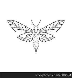 Butterfly in doodle style isolated on white background.