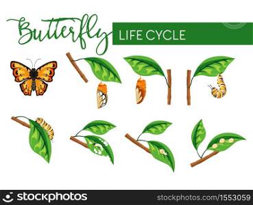Butterfly insect life cycle larva transformation vector biology and nature evolution caterpillar stage and cocoon eggs and larva flying bug with bright wings branch with leaf monarch species. Insect butterfly life cycle larva transformation isolated stages