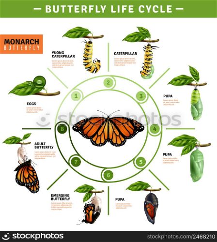 Butterfly life cycle infographics layout illustrated developing stage of monarch species from eggs to emerging vector illustration . Butterfly Life Cycle Infographics