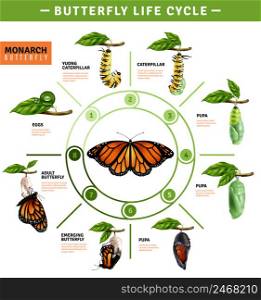 Butterfly life cycle infographics layout illustrated developing stage of monarch species from eggs to emerging vector illustration . Butterfly Life Cycle Infographics