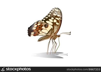 Butterfly on the side and eating nectar from flowers Vector on a white background