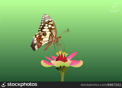 Butterfly on the top side and eating nectar from flowers Vector on a white background