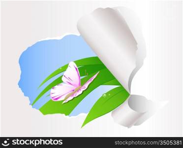 butterfly sitting on green grass on the ripped paper background