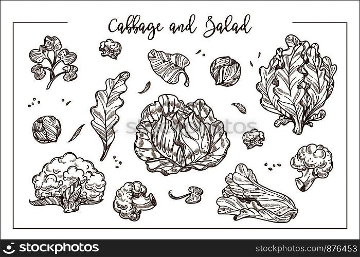 Cabbage and salad in bunches or heads and separate leaves monochrome sketches. Organic fresh vegetables and greenery full of vitamins isolated cartoon vector illustrations set on white background.. Cabbage and salad in bunches or heads and separate leaves