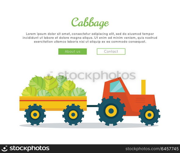 Cabbage farm conceptual banner. Flat design. Delivering fresh vegetables from farm to market. Tractor with trailer carries cabbage. Template for farmers, shops, transports company web pages. . Cabbage Farm Web Vector Banner in Flat Design.