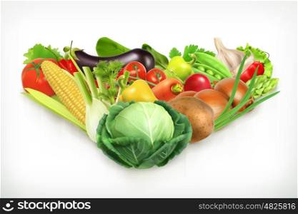 Cabbage, harvest juicy and ripe vegetables vector illustration