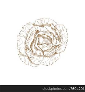 Cabbage head isolated monochrome sketch. Vector vegetable, healthy organic food, autumn agriculture harvest. Vegan cabbage isolated autumn vegetable sketch