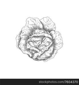 Cabbage head isolated monochrome sketch. Vector vegetable, healthy organic food, autumn agriculture harvest. Vegan cabbage isolated autumn vegetable sketch