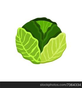 Cabbage healthy vegetable with leaves or layers, object of green color, product and vegetarian food vector illustration isolated on white background.. Cabbage Healthy Vegetable, Vector Illustration