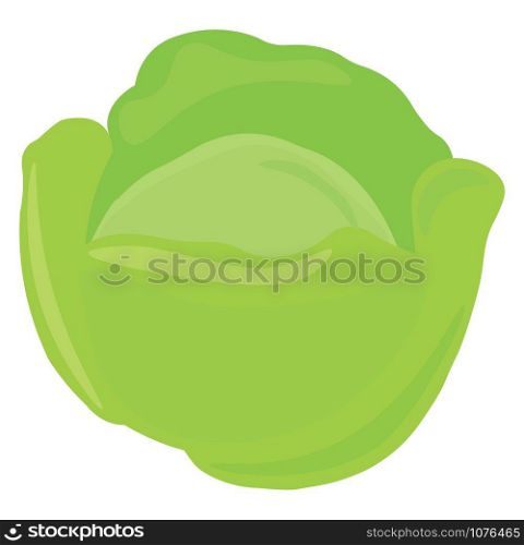 Cabbage, illustration, vector on white background.