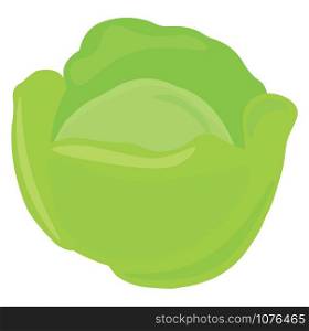 Cabbage, illustration, vector on white background.