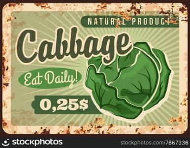 Cabbage rusty metal vector plate. Green cabbage head. Natural vegetables seeds shop, organic and healthy food grocery store retro banner or poster with farm ripe product and rust texture. Farm green cabbage head rusty metal vector plate