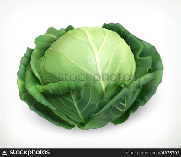Cabbage, vector object