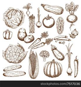 Cabbages, onion and tomato, pepper and potato, cucumbers, beet and broccoli, carrots, pumpkin and corn, eggplant, pea and cauliflower, zucchini, garlic and radish, scallion and asparagus vegetables sketch icons for agriculture design usage. Organically healthy vegetables retro sketches