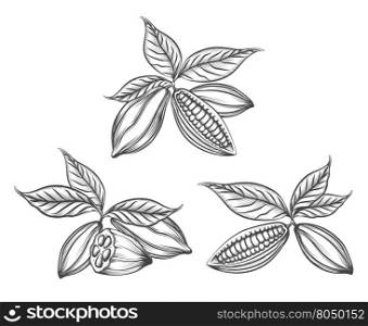Cacao beans engraved. Cacao beans engraved vector or hand drawn cocoa pods line icons