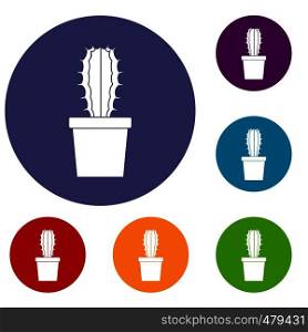 Cactaceae cactus icons set in flat circle red, blue and green color for web. Cactaceae cactus icons set