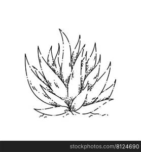 cactus aloe sketch hand drawn vector cosmetic product. ckin flower. wet medical plant. spa herbal vintage black line illustration. cactus aloe sketch hand drawn vector