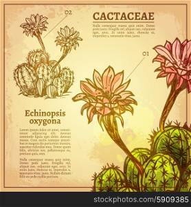 Cactus botanical card with plant latin name on retro style paper vector illustration. Cactus Botanical Illustration