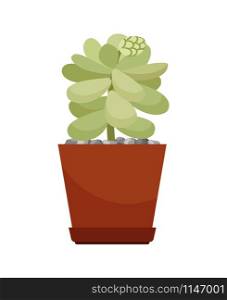 Cactus house plant in brown flower pot, vector illustration on white background. Cactus in brown flower pot