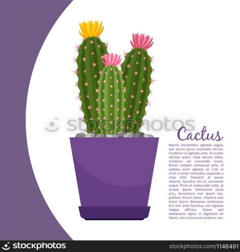 Cactus indoor plant in pot banner template, vector illustration. Cactus plant in pot banner
