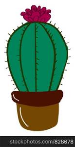 Cactus with flower, illustration, vector on white background.