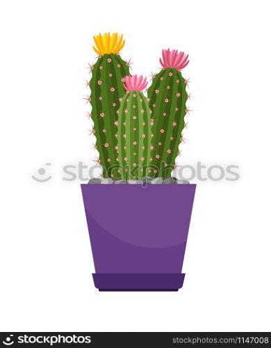 Cactus with flowers house plant in violet flower pot, vector illustration. Cactus with flowers house plant