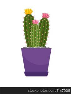 Cactus with flowers house plant in violet flower pot, vector illustration. Cactus with flowers house plant