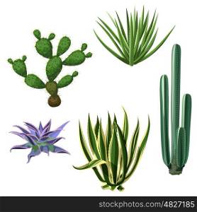 Cactuses and succulents set. Plants of desert. Cactuses and succulents set. Plants of desert.