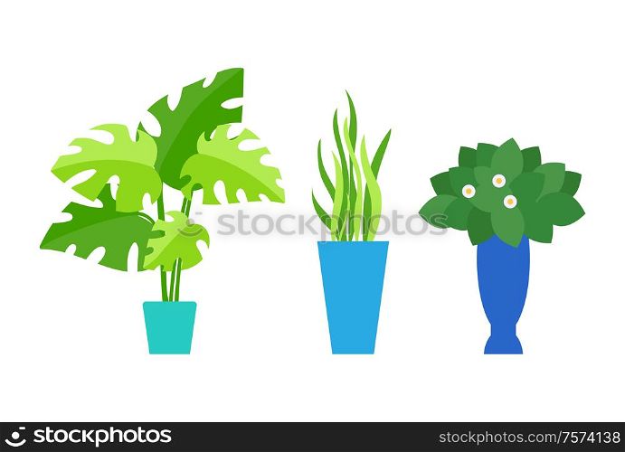 Cafe interior floral decor, indoor plants in pot vector. Palm leaves and grass or bush with blossom, vegetation and potted flowers isolated objects. Indoor Plants in Pots, Cafe Interior Floral Decor