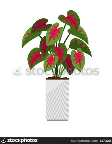 Caladium house plant in flower pot, vector illustration. Caladium house plant in flower pot