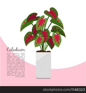 Caladium indoor plant in pot banner template, vector illustration. Caladium indoor plant in pot banner