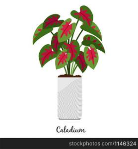 Caladium plant in pot isolated on the white background, vector illustration. Caladium plant in pot icon