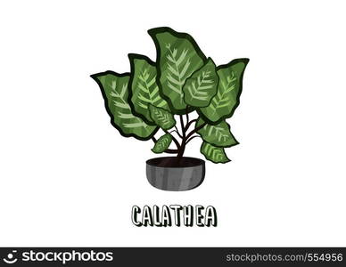 Calathea. Houseplant on cement flowerpot with sticker text. Vector illustration.