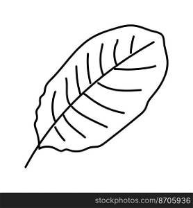 calathea tropical leaf line icon vector. calathea tropical leaf sign. isolated contour symbol black illustration. calathea tropical leaf line icon vector illustration