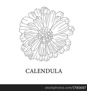Calendula flower. Medicinal plants. Marigold vector illustration.. Calendula flower. Medicinal plants. Marigold vector illustration