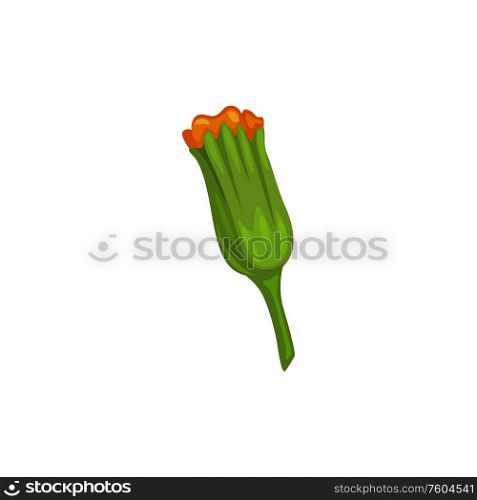 Calendula or marigold flower bud isolated flavoring plant. Vector orange blooming medical herb. Marigold flower isolated calendula medical herb