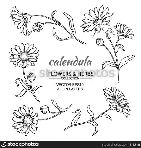 calendula vector set. calendula flowers vector set on white background