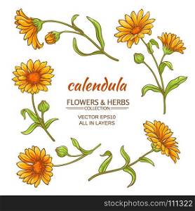 calendula vector set. calendula flowers vector set on white background