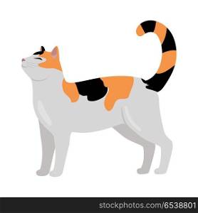 Calico Cat Vector Flat Design Illustration. Calico cat breed. Cute tricolor cat standing with raised tail flat vector illustration isolated on white background. Purebred pet. Domestic friend and companion animal. For pet shop ad, hobby concept, breeding. Calico Cat Vector Flat Design Illustration