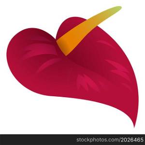 Calla flower. Bright red blossom. Tropical plant isolated on white background. Calla flower. Bright red blossom. Tropical plant