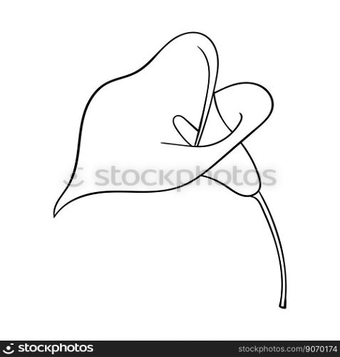 Calla flower open bud. Calla icon for invitations and cards, business cards