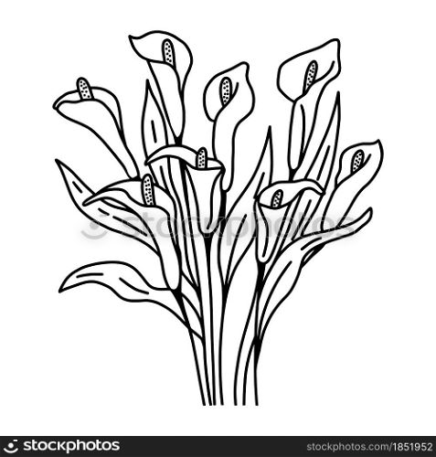 Calla flowers bouquet contour line drawing by hand, vector illustration. Delicate beautiful buds of calla lilies with leaves. Botanical natural floral element for design.. Calla flowers bouquet contour line drawing by hand, vector illustration.