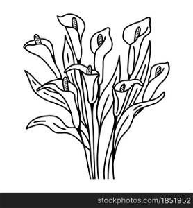Calla flowers bouquet contour line drawing by hand, vector illustration. Delicate beautiful buds of calla lilies with leaves. Botanical natural floral element for design.. Calla flowers bouquet contour line drawing by hand, vector illustration.